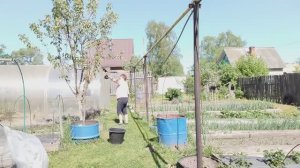 Обрабатываю кусты простым способом. Избавляюсь от вредителей. Крыжовник после обработки.
