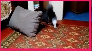 Чихуахуа Боня и кошка Нюся, веселые  деньки.