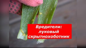 Жук-невидимка атакует мой лук: как распознать и спасти урожай? #овощи #вредители #лук