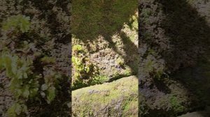 Загадка древности Новой Зеландии. Исследования Русского географического общества.