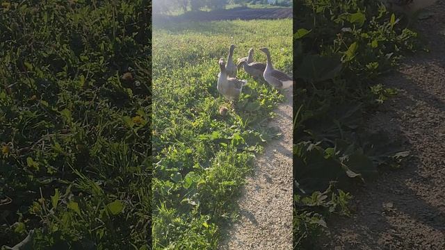 Рыжий кот Фокс 🐱 хозяюшка Лапа, мышка 🐁 Гусиные ясельки на прогулке.