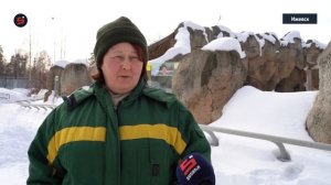 Животные зоопарка Ижевска начинают выходить из спячки