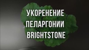 Укоренение пеларгонии Brightstone. Выпуск от 11.05.23