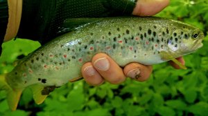 Поймали много крупной форели.