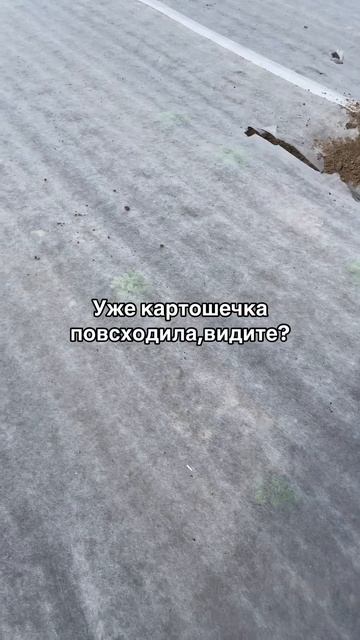 Звериный беспредел! #обзор#картофель#агро#картошка#сп? смотреть онлайн