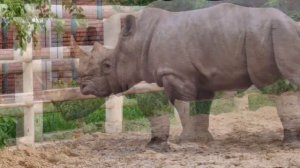 🦏 Рог – главный атрибут и незаменимый инструмент носорога.