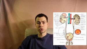 Кровь в моче. Откуда она взялась и что делать?