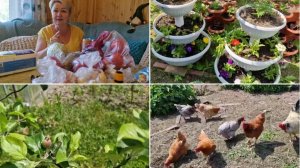 РАСПАКУЕМ ПОКУПКИ, А ПОТОМ ЛЁШИК НА РЫБАЛКУ, А Я САЖАТЬ БАРХАТЦЫ.