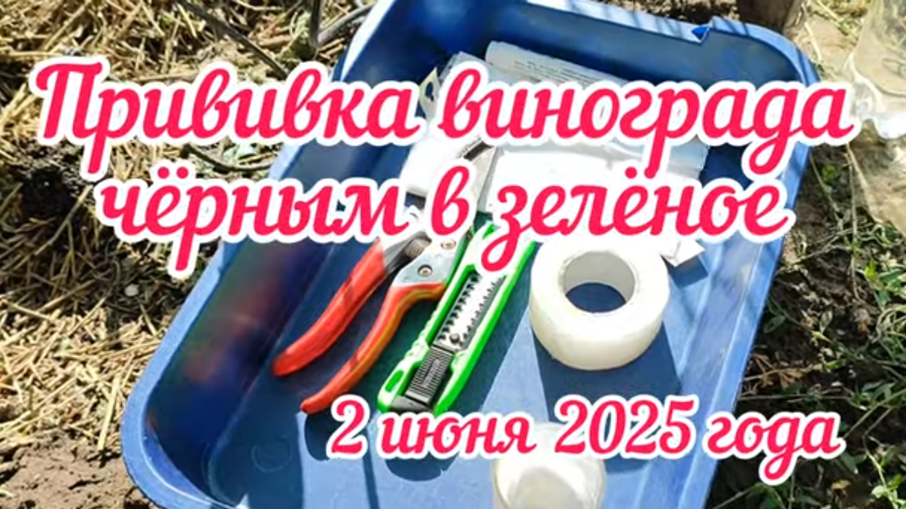 Прививка винограда чёрным в зелёное. 2.06.25