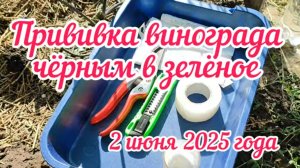 Прививка винограда чёрным в зелёное. 2.06.25