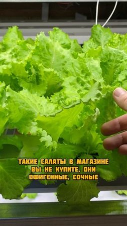 Мечта многих