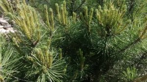 В саду формирую хвойные растения! Делаю бонсай и не только, чтобы было аккуратно и ухоженно!