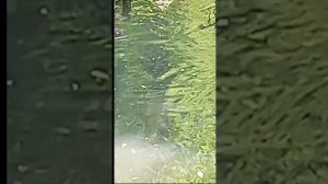 Че вам надо, утки ?