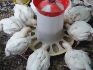 Куры Бройлеры Хаббард 30 дней.