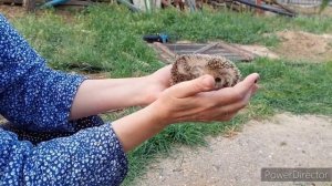 Сажаем картошку, учимся косить триммером, спасаем ёжика от клещей.