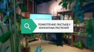 Почему желтеют листья у комнатных растений? Запись лекции со свопа. Оренбург, магазин Диантус
