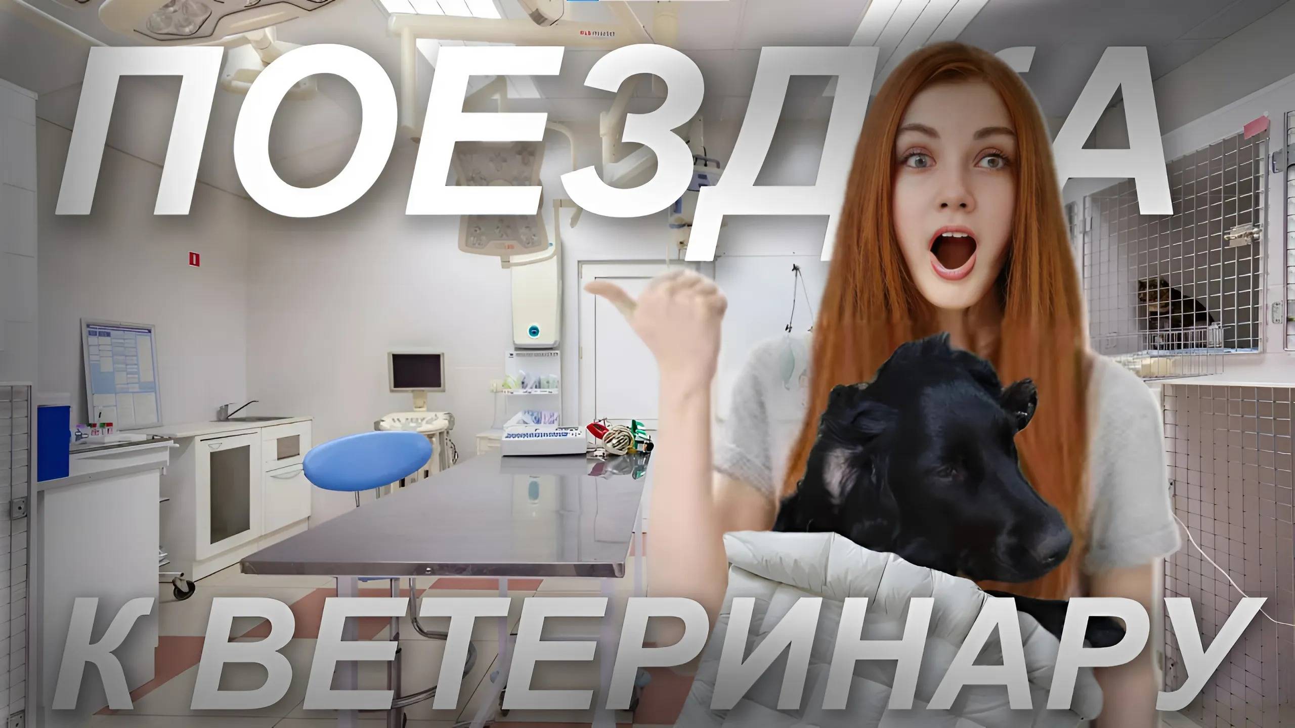 DogVlog\ ПОЕЗДКА К ВРАЧУ....ЧТО СЛУЧИЛОСЬ?!Русский охотничьи спаниель