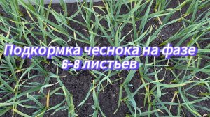 Вторая подкормка чеснока