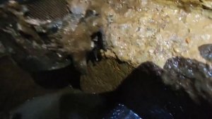 ст. Лесной. Разложение кошки в колодце. Мы всё исправил