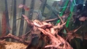 Московский зоопарк. У черепахи в аквариуме красивая мордочка, прильнула в уголке,отдыхает от посетит