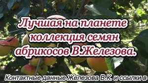 Лучшая на планете коллекция семян абрикосов В.Железова.