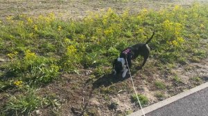 Дневная прогулка 🌞🐶