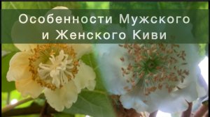 Особенности Мужского и Женского Киви