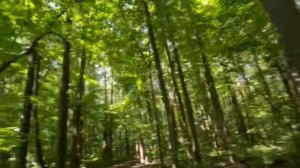 Здесь и Сейчас: Лесная Медитация на Ходу