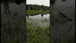 Восхитительная природа. Чудесный пруд.