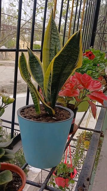 Весна на подоконнике. смотреть онлайн