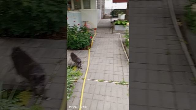 Гуляем с Харитоном