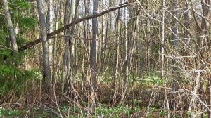 Весенний фидер на Селигере.Часть3