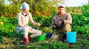 НА ЗАИМКЕ УБОРКА УРОЖАЯ И ПРИБОРКА ТЕРРИТОРИИ ｜ ПРОБУЕМ ПЕРВЫЙ АРБУЗ ｜ КАТАЕМ ОГУРЦЫ И ПОМИДОРЫ