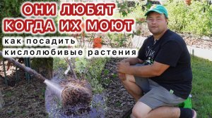 ОНИ ЛЮБЯТ, ЧТОБ ИХ МЫЛИ! Сажаем кислолюбивые растения ПРАВИЛЬНО!