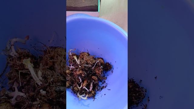 разбираю клубни глоксиний 🤗🌱🌿все клубни в отличном состоянии 🌹