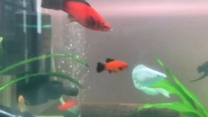 Меченосцы Флаговый Берлин