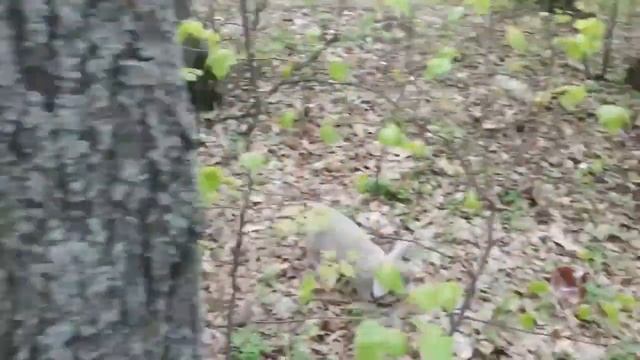 Ульяновск. парк Прибрежный. хотел снять видео про навального а снял кролика. даже лучше получилось смотреть онлайн