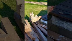 Пенопласт -полезен курам🤦🏻♂️ #нашибуднивгермани?