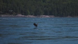 Бизнес который дарит свободу