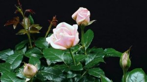 Как распускается роза Чандос Бьюти - Chandos Beauty (Harkness, 2005)