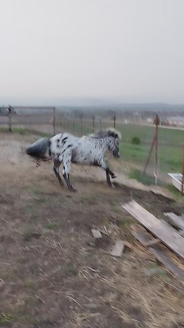 rutube.ru