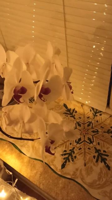 Красота на подоконнике. Орхидея. смотреть онлайн