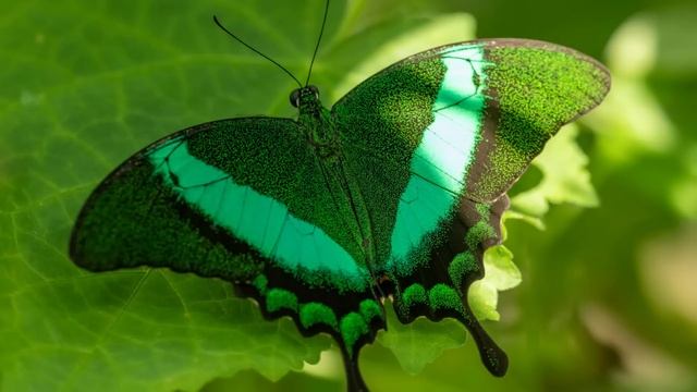 Жена получает на телефон фото мужа с любовницей. Ошара смотреть онлайн