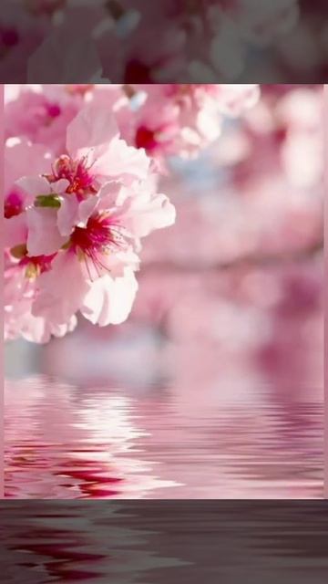 розовые обои для телефона смотреть онлайн