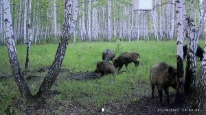 Природа, кабаны пришли
