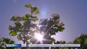 Заморозков не предвидится: в Кузбасс пришла летняя жара