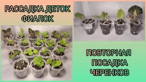 Отсадка и рассадка деток фиалок. Повторное укоренение черенков.