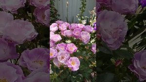 Розы Блю фо ю. и Айс фо ю.