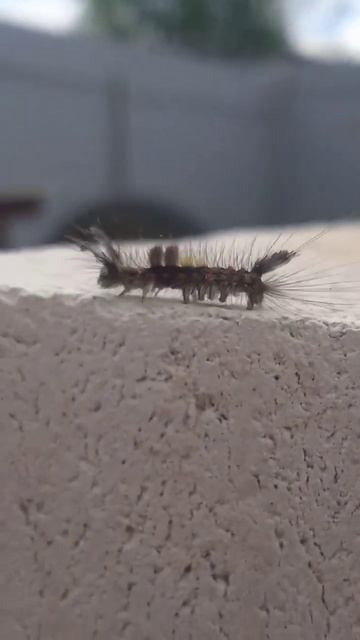 Самостройщик. как принимать газобетон. меряем длину и смотреть онлайн