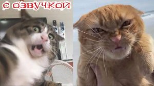 Приколы с котами!😸 Смешные коты и КОШКИ! - С ОЗВУЧКОЙ